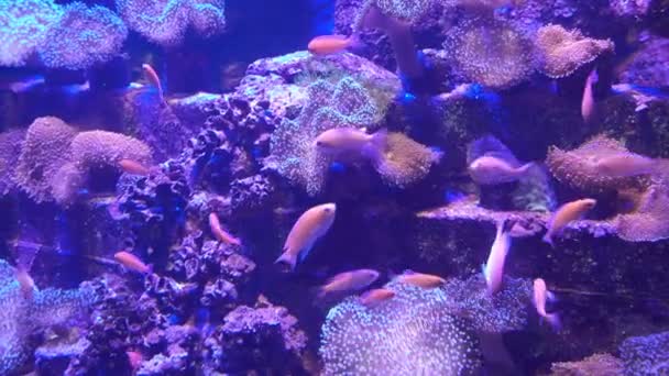 Красивые Рыбки Аквариуме Движутся Вместе Море — стоковое видео