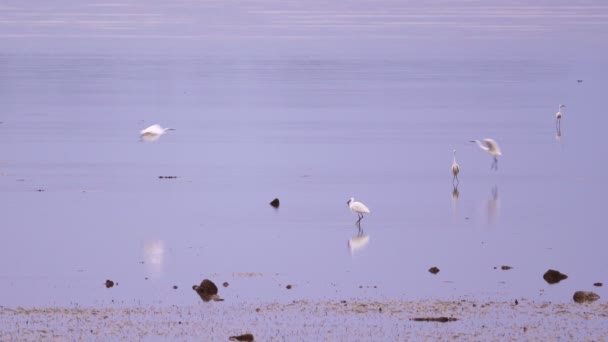 Λευκό Egret Στη Θάλασσα Πρωί Και Κόκκινο Γεράκι Ορμώντας Θήραμα — Αρχείο Βίντεο