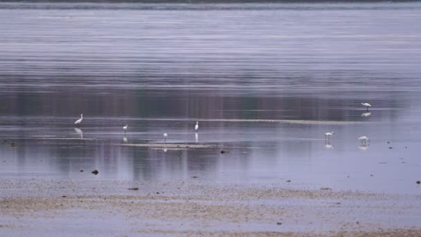 Λευκό Egret Στη Θάλασσα Πρωί Λευκό Egret Αναζητούν Τροφή Μαζί — Αρχείο Βίντεο