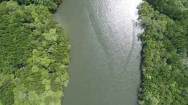 İnanılmaz bereketli mangrov ormanı orman manzarası yağmur ormanları ekosistemi ve sağlıklı çevre arka planı yeşil ağaçların yapısı yüksek açı manzarası