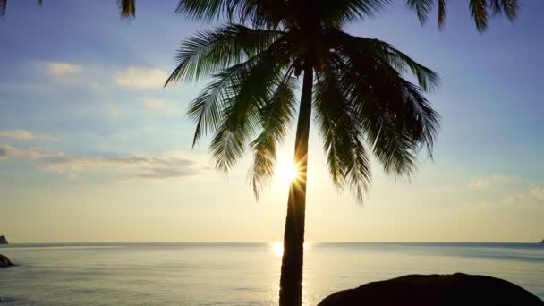 Beautiful Coconut Palm Trees Beach Phuket Thailand Phuket Islands Palms — Stok video