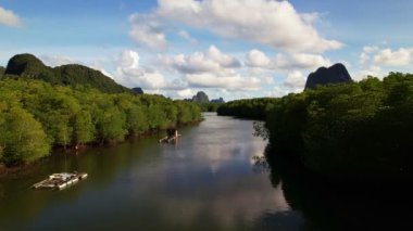 İnanılmaz bereketli mangrov ormanı orman manzarası yağmur ormanları ekosistemi ve sağlıklı çevre arka planı yeşil ağaçların yapısı yüksek açı manzarası