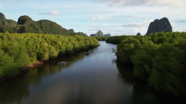 İnanılmaz bereketli mangrov ormanı orman manzarası yağmur ormanları ekosistemi ve sağlıklı çevre arka planı yeşil ağaçların yapısı yüksek açı manzarası