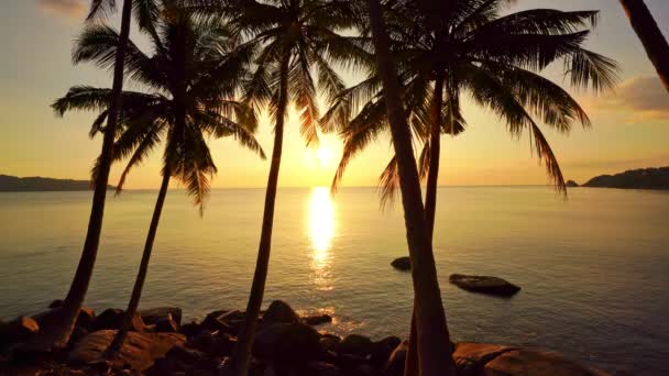 Beautiful Coconut Palm Trees Beach Phuket Thailand Phuket Islands Palms — ストック動画