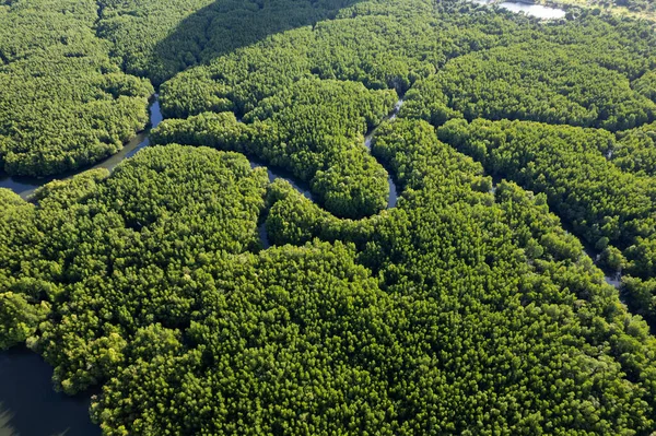 Aerial view top down of beautiful mangrove forest tree in the morning Drone flying over sea and mangrove forest Landscape High angle view