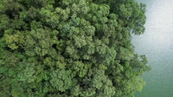 Increíble Naturaleza Verde Fondo Vista Superior Los Árboles Forestales Lago — Vídeos de Stock