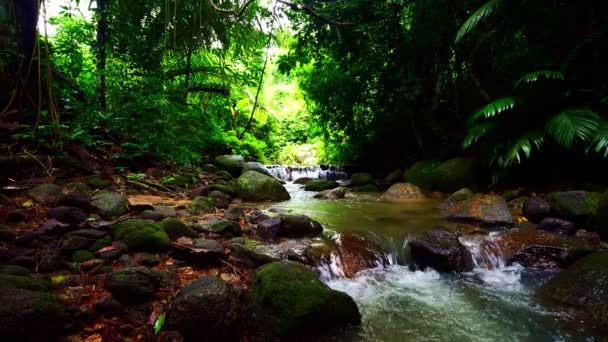 Wodospady Otoczone Zielenią Roślinności Leśnej Liczne Zielone Drzewa Leśne — Wideo stockowe