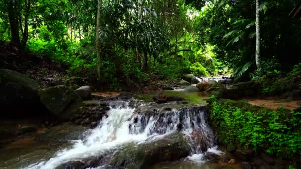 Cascate Immerse Nel Verde Della Vegetazione Forestale Abbondanti Alberi Forestali — Video Stock
