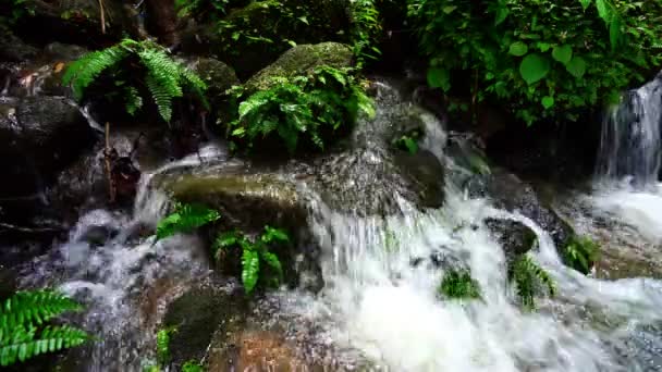 Vattenfall Omgivna Grönska Skogsvegetation Rikligt Med Gröna Skogsträd — Stockvideo