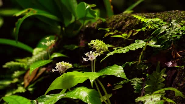 在森林里盛开的野花 美丽的小花 — 图库视频影像