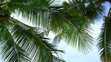 Phuket Tayland sahilindeki güzel hindistan cevizi palmiyeleri okyanustaki Phuket Adaları Palmiyeleri. Sahilde palmiyeler var. Gün batımında gökyüzü inanılmaz aydınlık. Yaz manzarası arka planı.