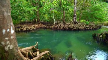 Tropikal ağaçların kökleri bataklık ormanlarında ve kristal berrak su kanallarında Tha Pom Klong Song Nam mangrove sulak arazisinde Krabi Tayland güzel doğa manzarası