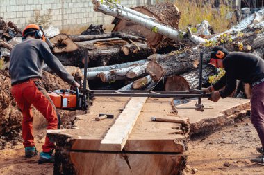 Oduncu tahta yapmak için ağaç gövdesini elektrikli testere ile kesiyor.