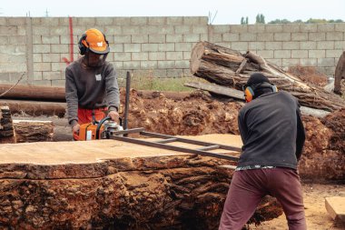 Oduncu tahta yapmak için ağaç gövdesini elektrikli testere ile kesiyor.