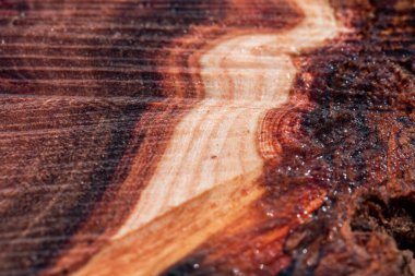 Arka plan için ağaç gövdesi dokusu. Ağaç gövdesi dokusunu kes. Ahşap doku