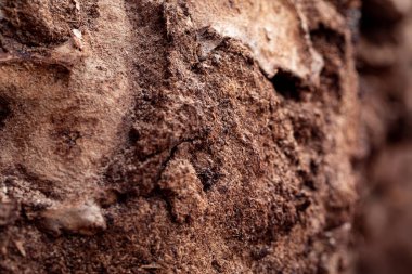 Çürük ağaç kabuğunun Macro yakın çekimi