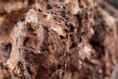 Çürük ağaç kabuğunun Macro yakın çekimi