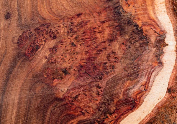 Texture Tree Stump Background Cut Tree Trunk Texture Wood Texture — Stock Photo, Image