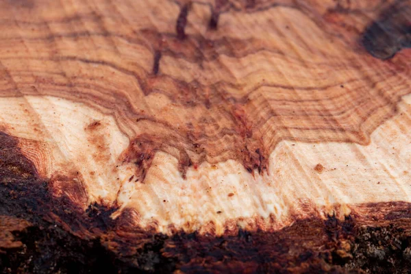 Texture Tree Stump Background Cut Tree Trunk Texture Wood Texture — Stock Photo, Image