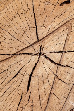 Yıllık halkaları ve çatlakları olan eski ağaç kütüğünün dokusu. Ahşap doku