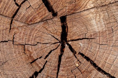 Yıllık halkaları ve çatlakları olan eski ağaç kütüğünün dokusu. Ahşap doku