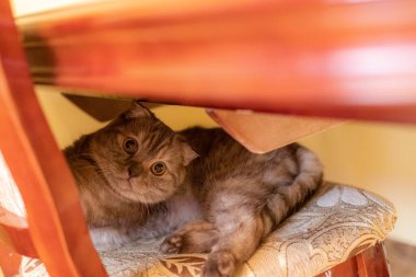 Funny Scottish fold cat with big eyes looking at the camera and lying on the chair