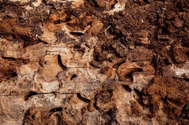 Çürük ağaç kabuğu dokusu