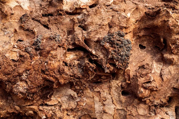 Çürük ağaç kabuğu dokusu