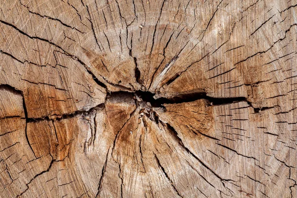 Textur Des Abgeschnittenen Alten Baumstumpfes Mit Jahresringen Und Rissen Holzstruktur — Stockfoto
