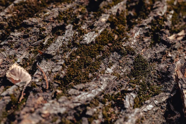 用苔藓覆盖的老树皮的纹理 — 图库照片