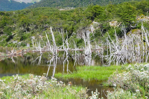 Lago Montanhas Com Troncos Árvores Secas Vegetação Verde Redor — Fotografia de Stock
