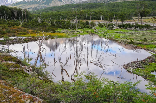 Lago Las Montañas Con Troncos Secos Vegetación Verde Alrededor — Foto de Stock