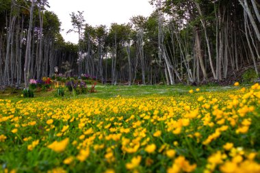 Arkasında sarı çiçekler ve ağaçlar olan çiçek açan çayır.