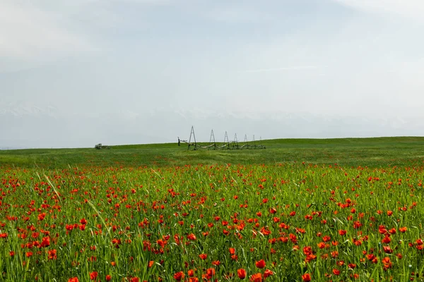Kırmızı gelincik çiçekleri tarlası