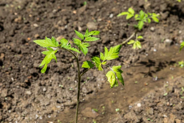 Primo Piano Delle Giovani Piante Pomodoro Giardino Dopo Irrigazione — Foto Stock