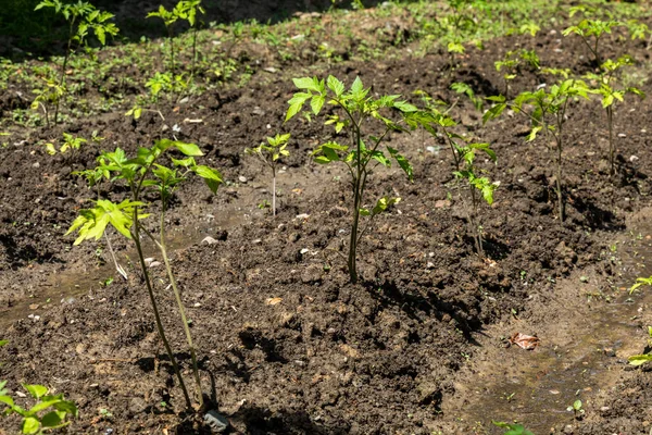 Primo Piano Delle Giovani Piante Pomodoro Giardino Dopo Irrigazione — Foto Stock