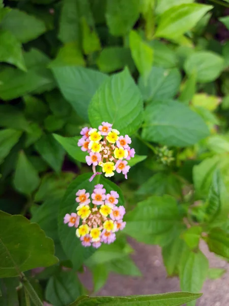 Lantana Camara çiçek manzarası