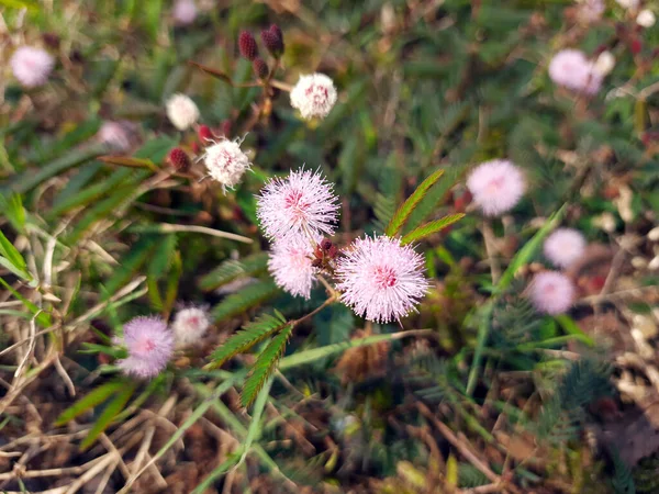 Close Mimosa Pudica Flower Touched Its Leaves Furl Wild Plant — Stock Photo, Image