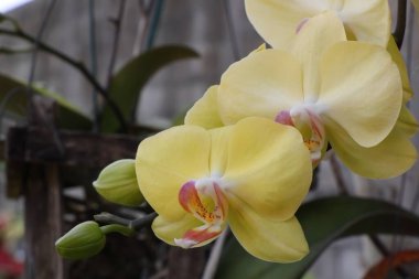 Güzel orkideler, çiçeğe yakın.