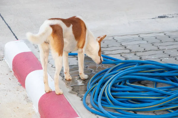 A dog is drinking water from a tree watering hose