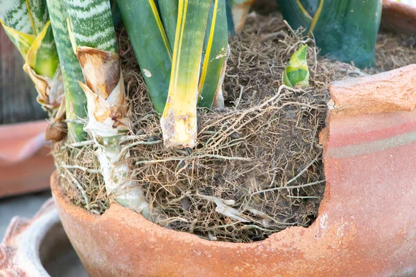 he root of the plant is in the soil rich in nutrients suitable for cultivation. Show the roots of bulb plants that were planted in pots
