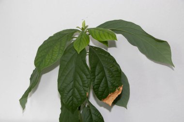 green leaves of avocado tree,  late blight, leaf blight, leaf spot