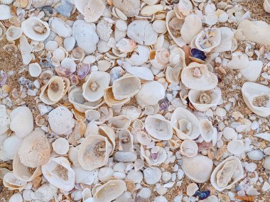 seashells on the beach, close up