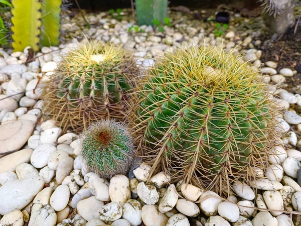 Close Cactus Mini Cactus — Foto de Stock