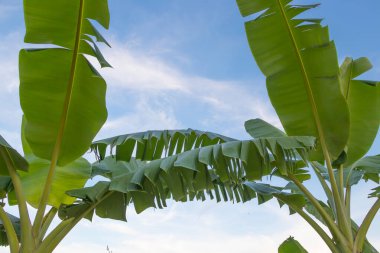 Group of big green banana leaves 