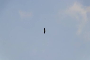 Birds are flying in the morning sky.