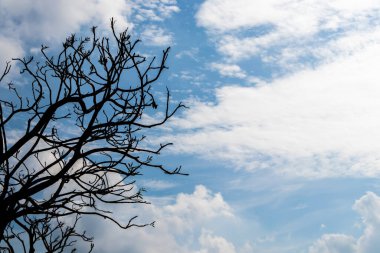 the shadow of the branches in the autumn with the blue sky background