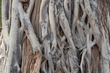 Close-up of intertwined banyan tree roots and textured trunk, showing natural abstract patterns, rough bark, and organic background design for nature, environment, and botanical concepts.
