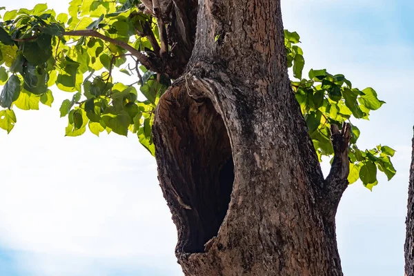 big tree hollow, tree hole