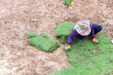 Worker laying fresh green grass sod on bare soil to create a new lawn in a garden or park. Landscaping process for outdoor space improvement, gardening, and turf installation for residential